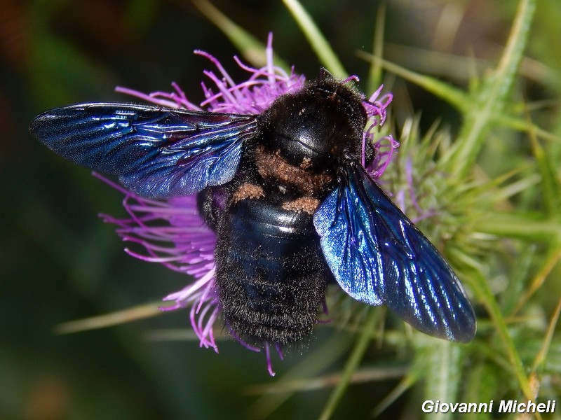 Hymenoptera del Parco del Ticino